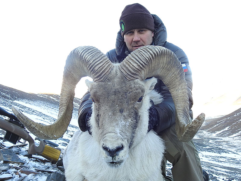 argali_matisoni_02 (1)